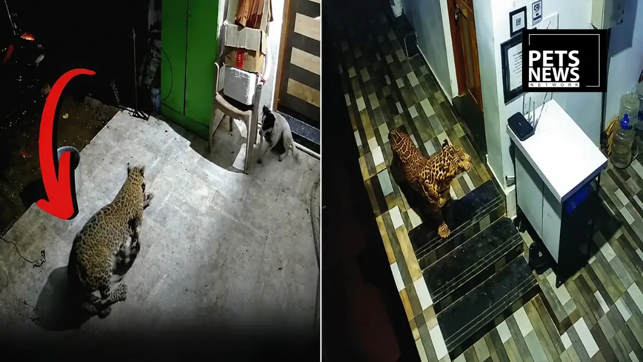 Leopard Climbs to First Floor of Goa Guest House, Attacks Dog in CCTV-Captured Incident