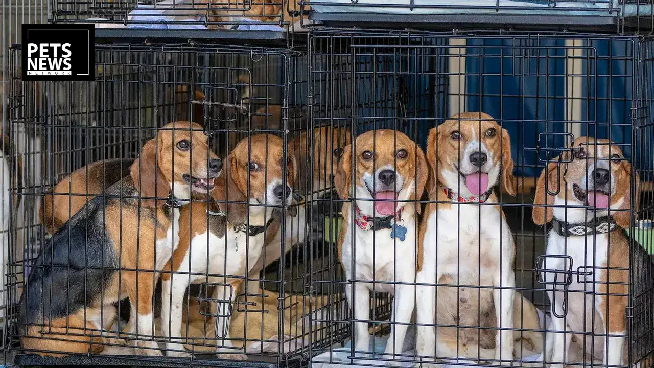 2,000+ Beagles Rescued From Research Facility as Federal Oversight Faces Scrutiny