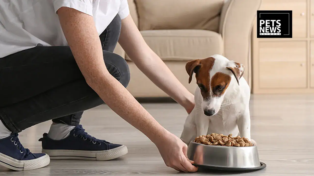 Premium Dog Food Brand Years Recalls All Meals Over Buckwheat-Linked Eye Illness
