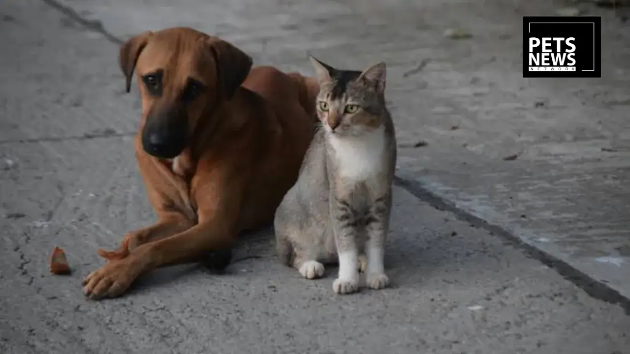 SAVE Vaccinates 50+ Cats and Dogs Free in Jammu, Pushing India Closer to a Rabies-Free Future
