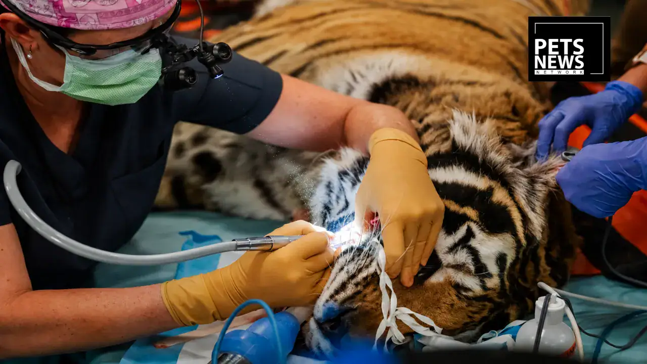 Denver Zoo's Head Vet Breaks Down "Whole Life Care" After a String of Animal Deaths This Year