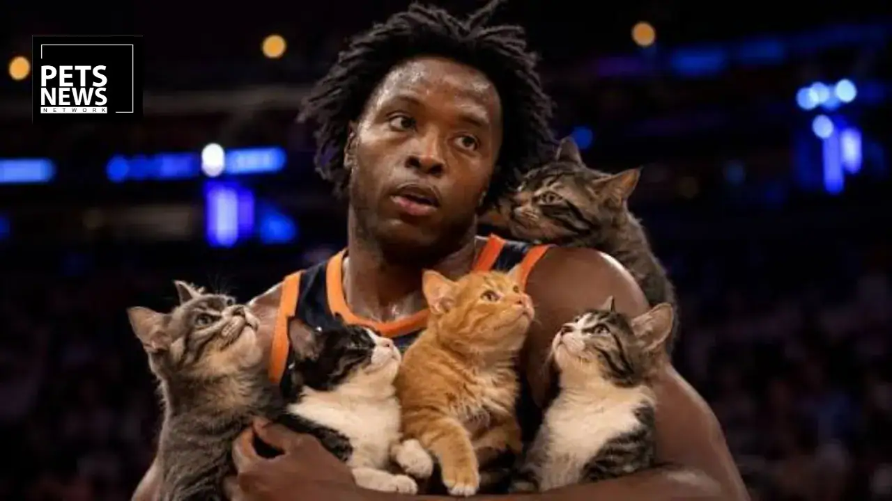 NBA Star OG Anunoby Wants You to Take Your Cat to the Vet, Here's Why It Matters