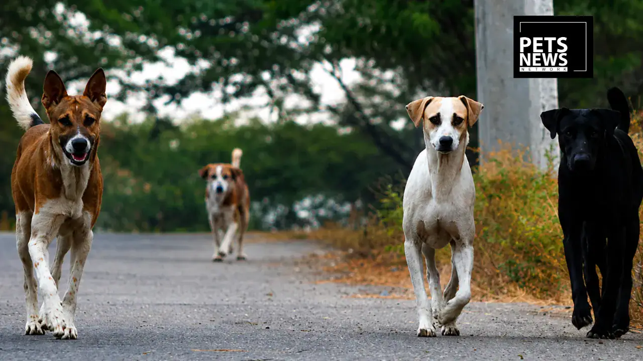 Jaipur Civic Body Tells High Court It Sterilises 800 Stray Dogs a Month