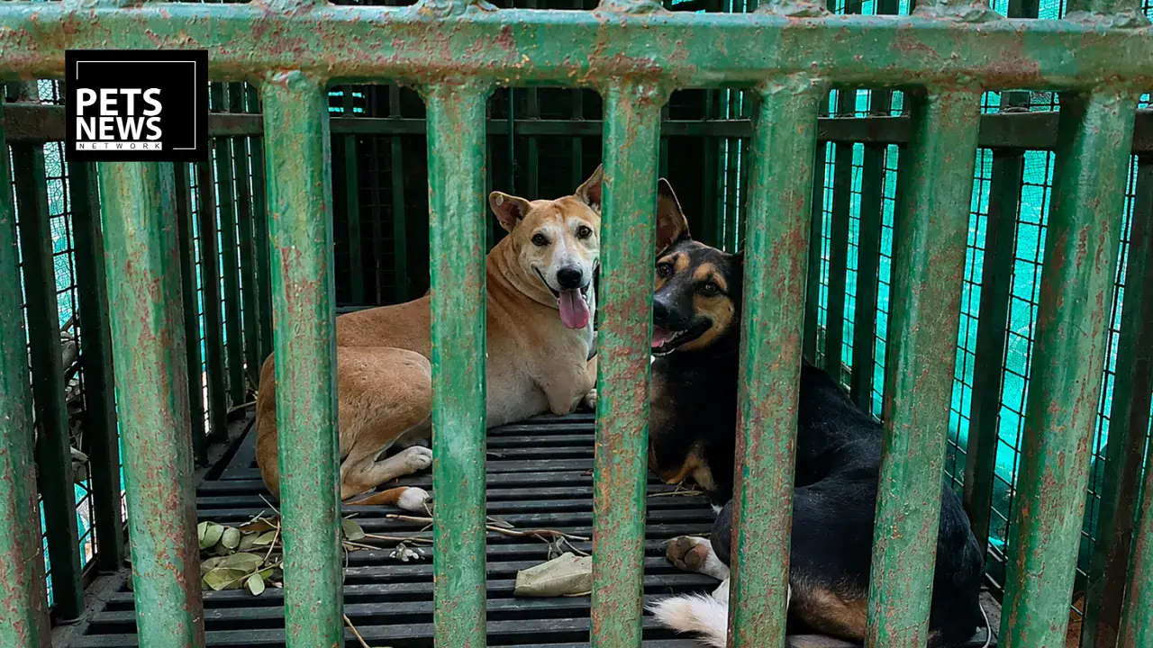 Gujarat Forest Team Sets Trap for Leopards, Catches Three Stray Dogs Instead