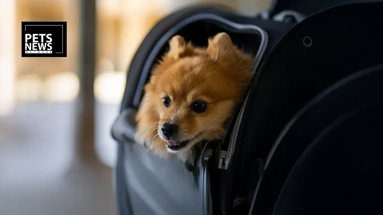 IATA Just Released New Global Guidelines for Flying With Pets in the Cabin — Here's What Every Pet Parent Should Know