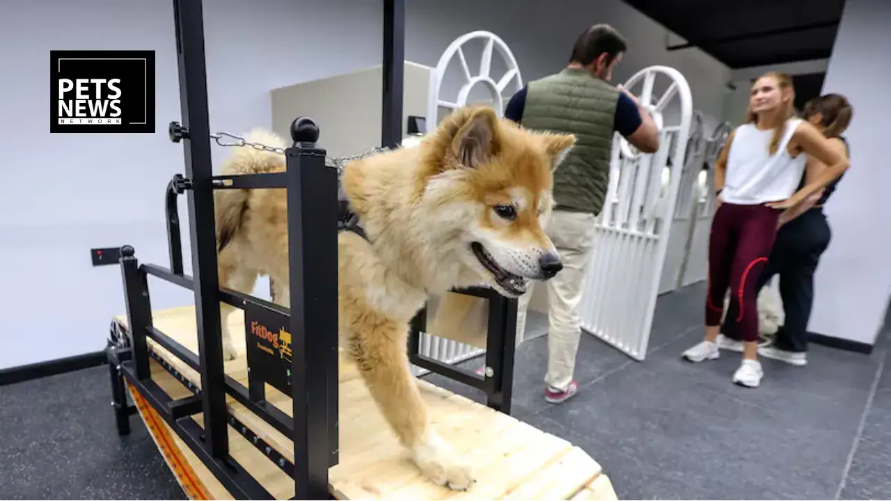 Vets, Gyms and Grooming Under One Roof- Inside the UAE's New Wellness-First Pet Care Revolution