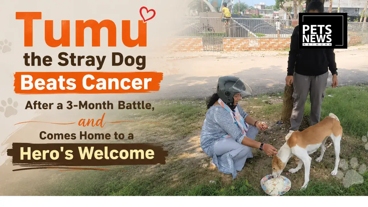 Tumu the Stray Dog Beats Cancer After a 3-Month Battle, and Comes Home to a Hero's Welcome