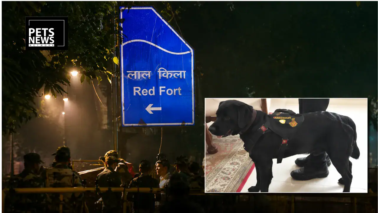 Meet Donny: The NSG Explosive Detection Dog Honoured for His Role in the Red Fort Blast Probe