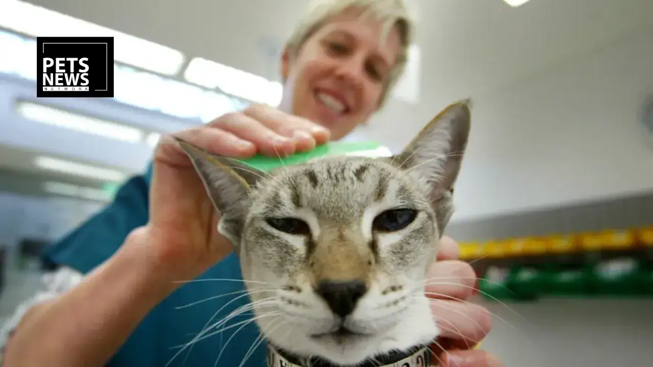 UK Lords Committee Demands Ban on Over-the-Counter Pet Flea Treatments Over River Pollution Fears