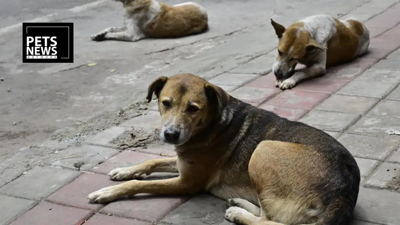 Bengaluru North's Stray Dogs Set to Move Into New Shelters This Week Under Supreme Court Order