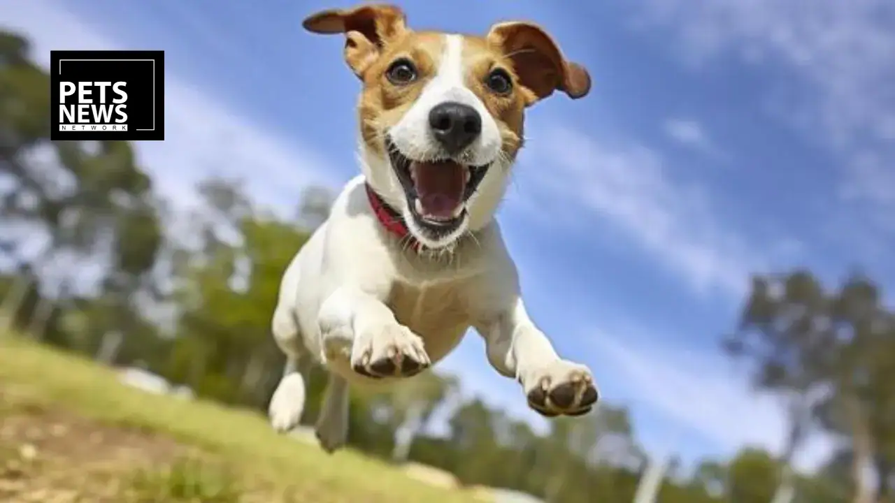 Spain's Cotecnica and Germany's Gimborn Both Bet on Italy With Fresh Pet Care Acquisitions