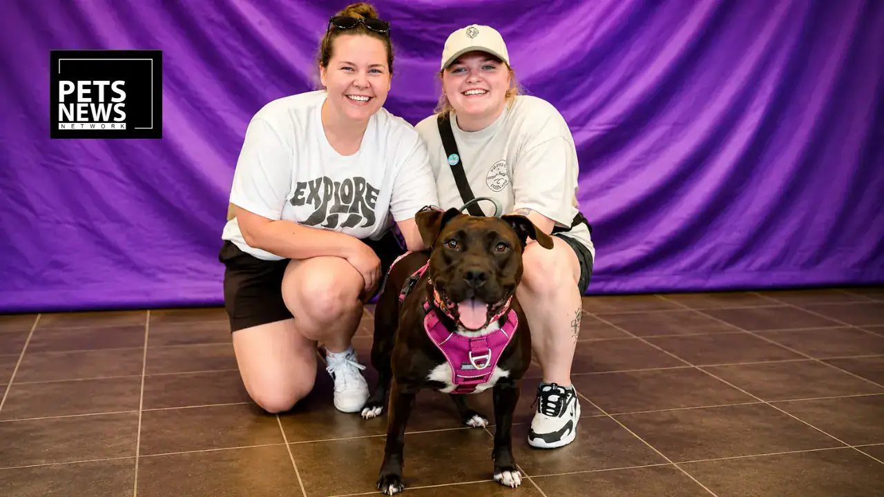 286 Pets Find New Homes in Just Four Days at Iowa's Clear the Shelters Adoption Event