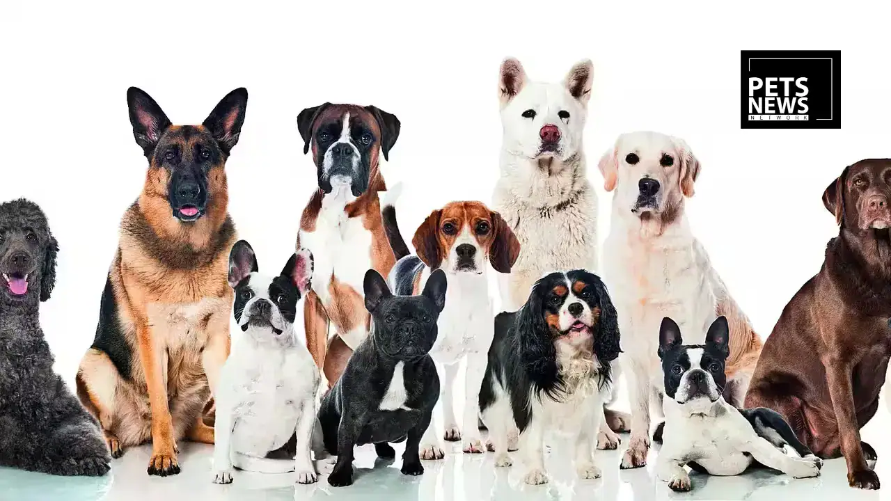 India Has a Law That Governs Every Dog Breeder in the Country. Almost Nobody Is Following It.