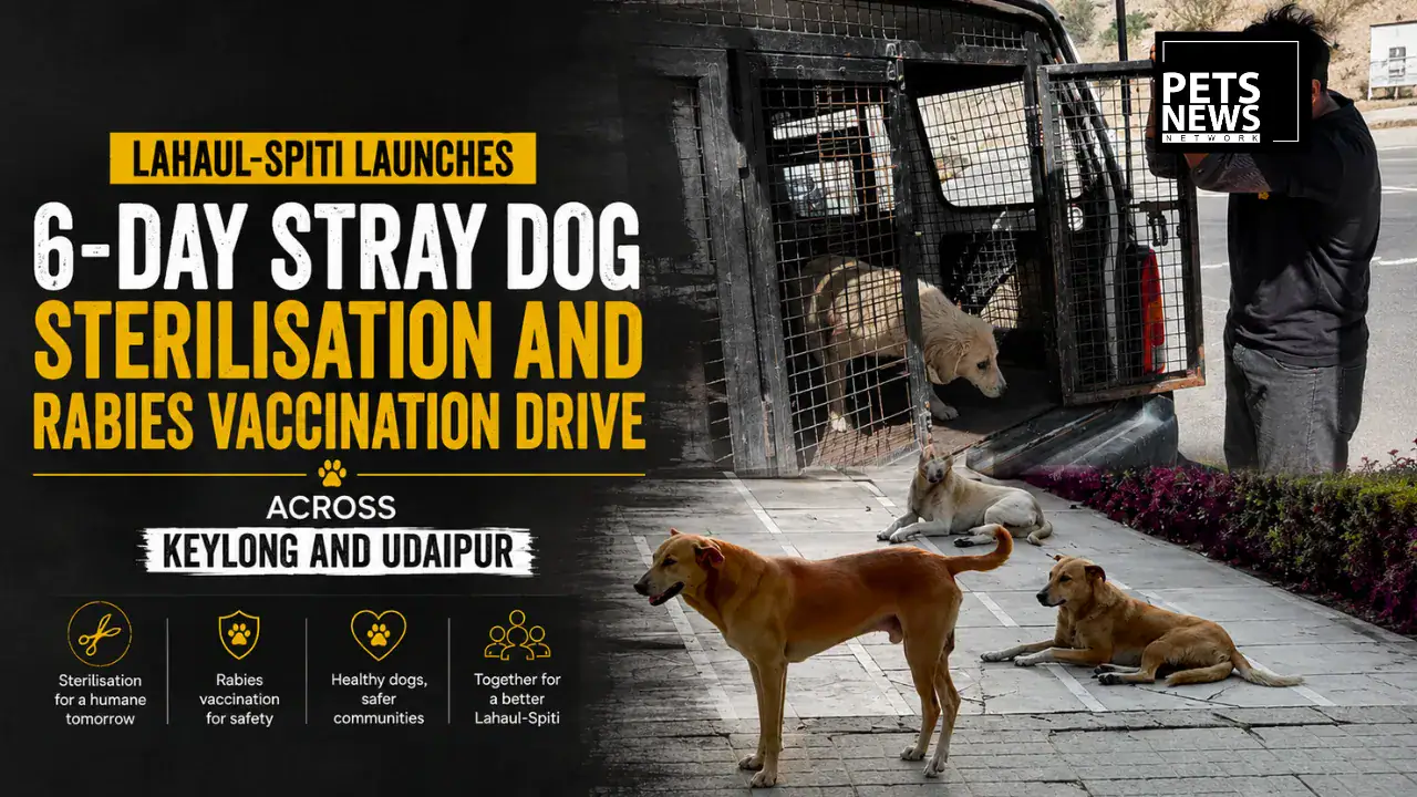 Lahaul-Spiti Launches 6-Day Stray Dog Sterilisation and Rabies Vaccination Drive Across Keylong and Udaipur