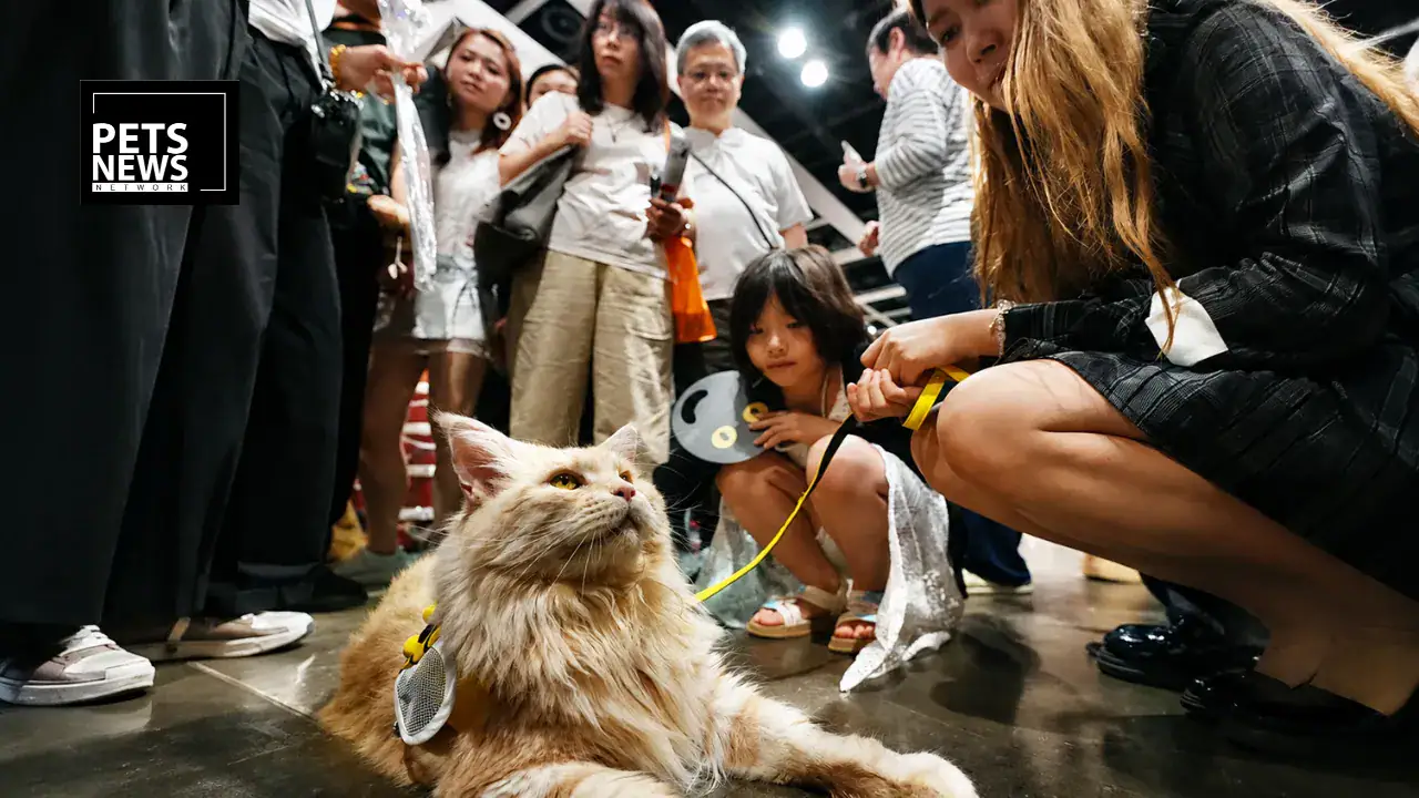 14-Year-Old Held in Hong Kong Over Death of Severely Injured Cat