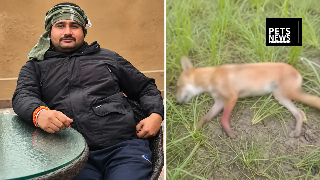 Man Shoots Pet Dog Dead Over Barking, Then Fires at Owner Who Objected