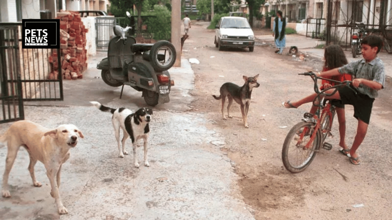 Chandigarh's ₹18.42 Crore Stray Dog Shelter Will House Nearly 2,000 Dogs — Here's What's Coming to Sector 25
