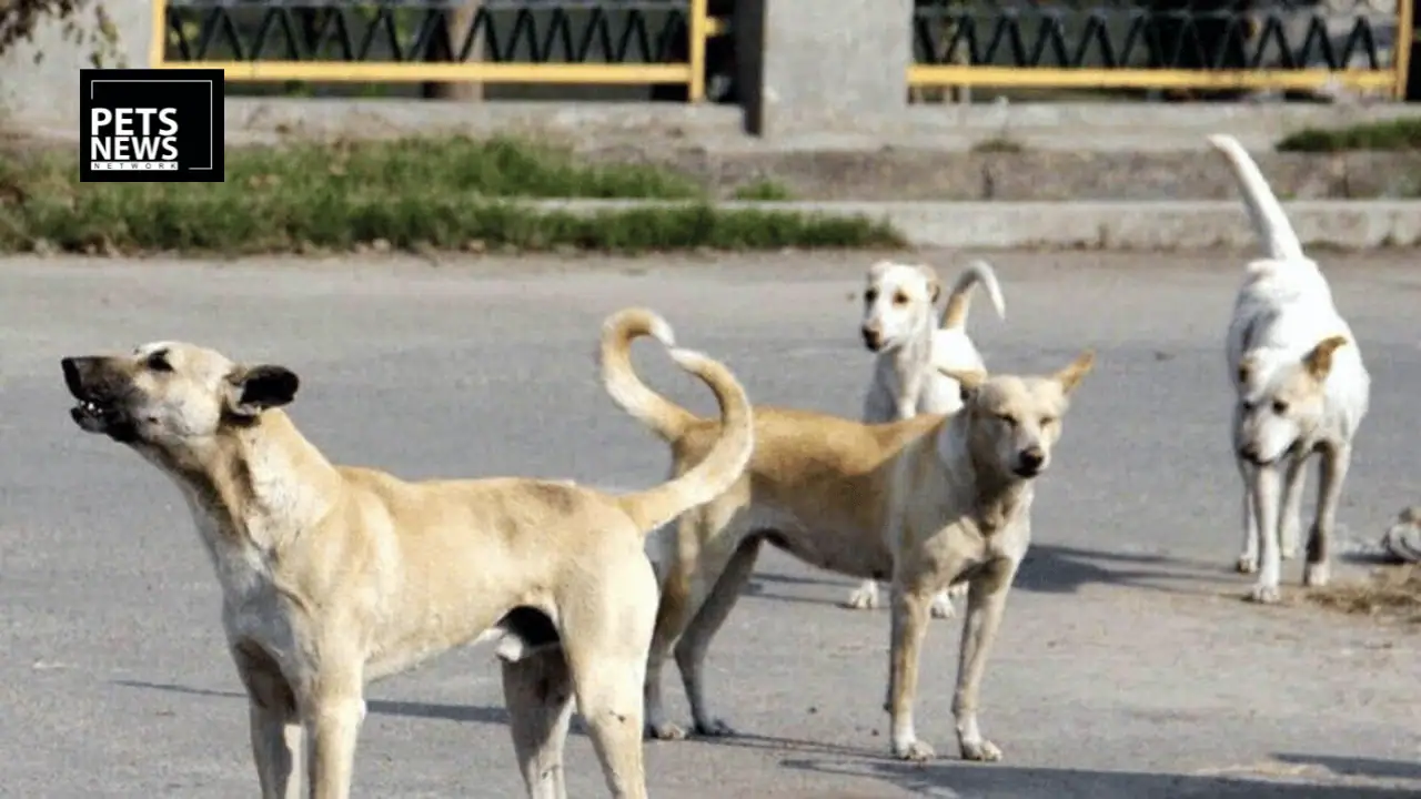 Panaji Plans Mandatory Registration for Pet Dogs
