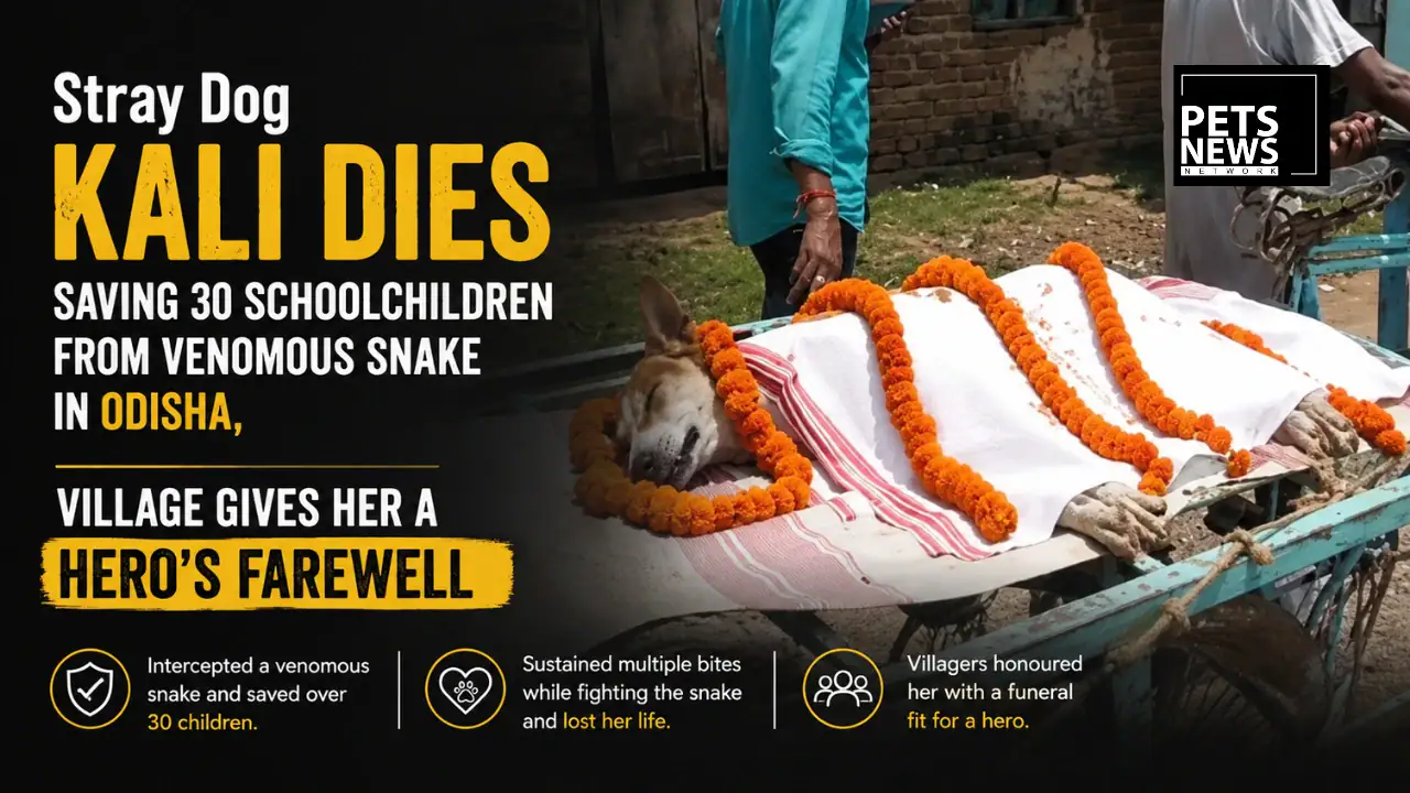 Stray Dog Kali Dies Saving 30 Schoolchildren From Venomous Snake in Odisha, Village Gives Her a Hero’s Farewell