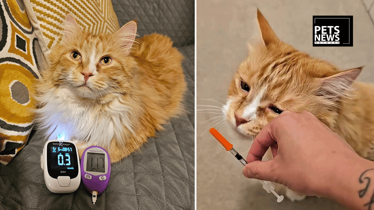 The Diabetic Cat That Isn't Responding to Insulin Might Have a Hidden Tumour