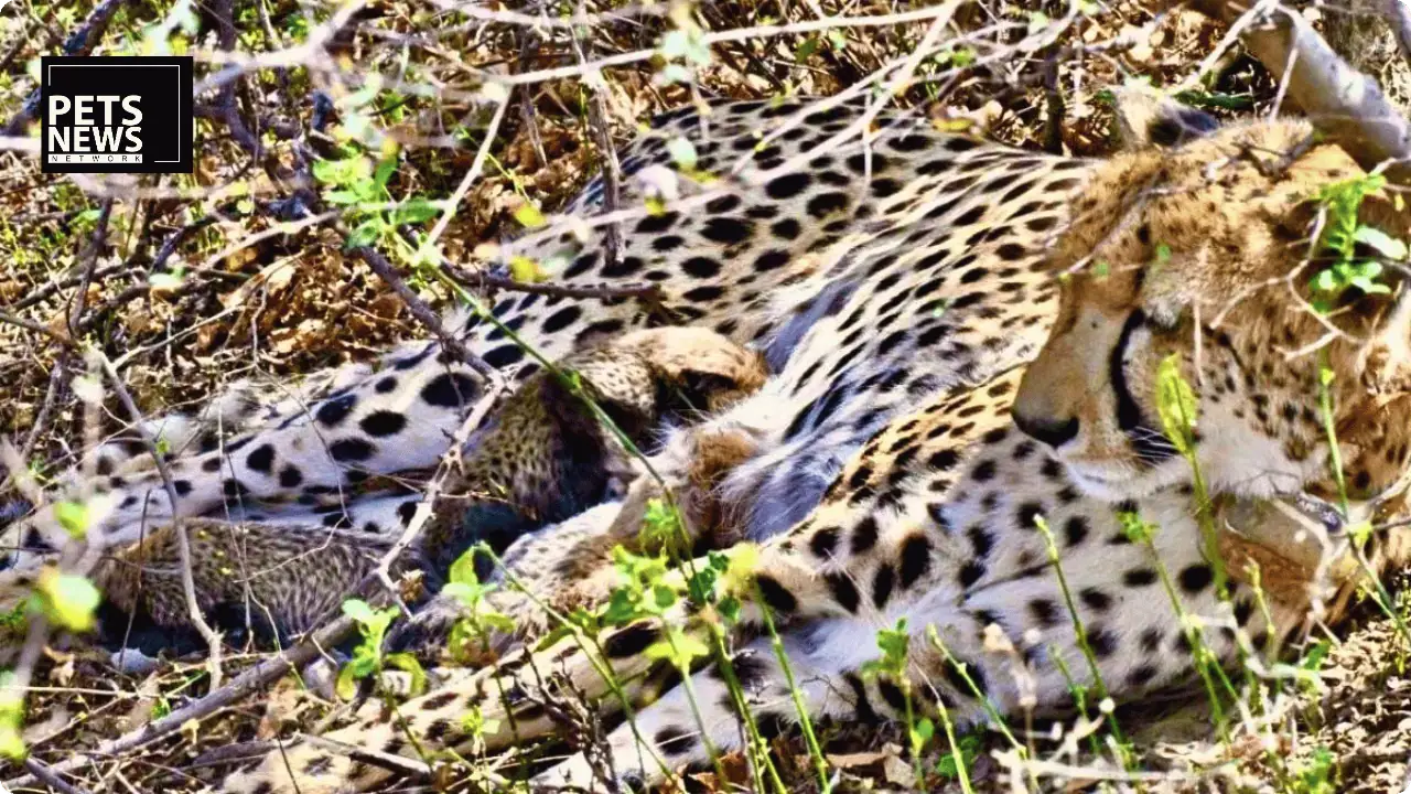 Four Years, Four New Lives: India-Born Cheetah's Cubs Mark a Turning Point for Project Cheetah