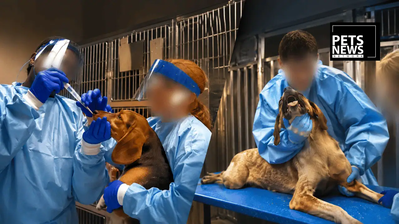 10,000 Dogs, 90 Days of Force-Feeding Pesticides, and a Study That Says Most of It Was Pointless