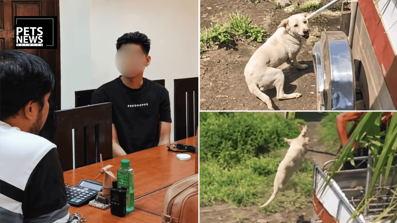 Three Dogs Saved From a Vlogger's Cruelty Over a Pair of Slippers, One Is Pregnant