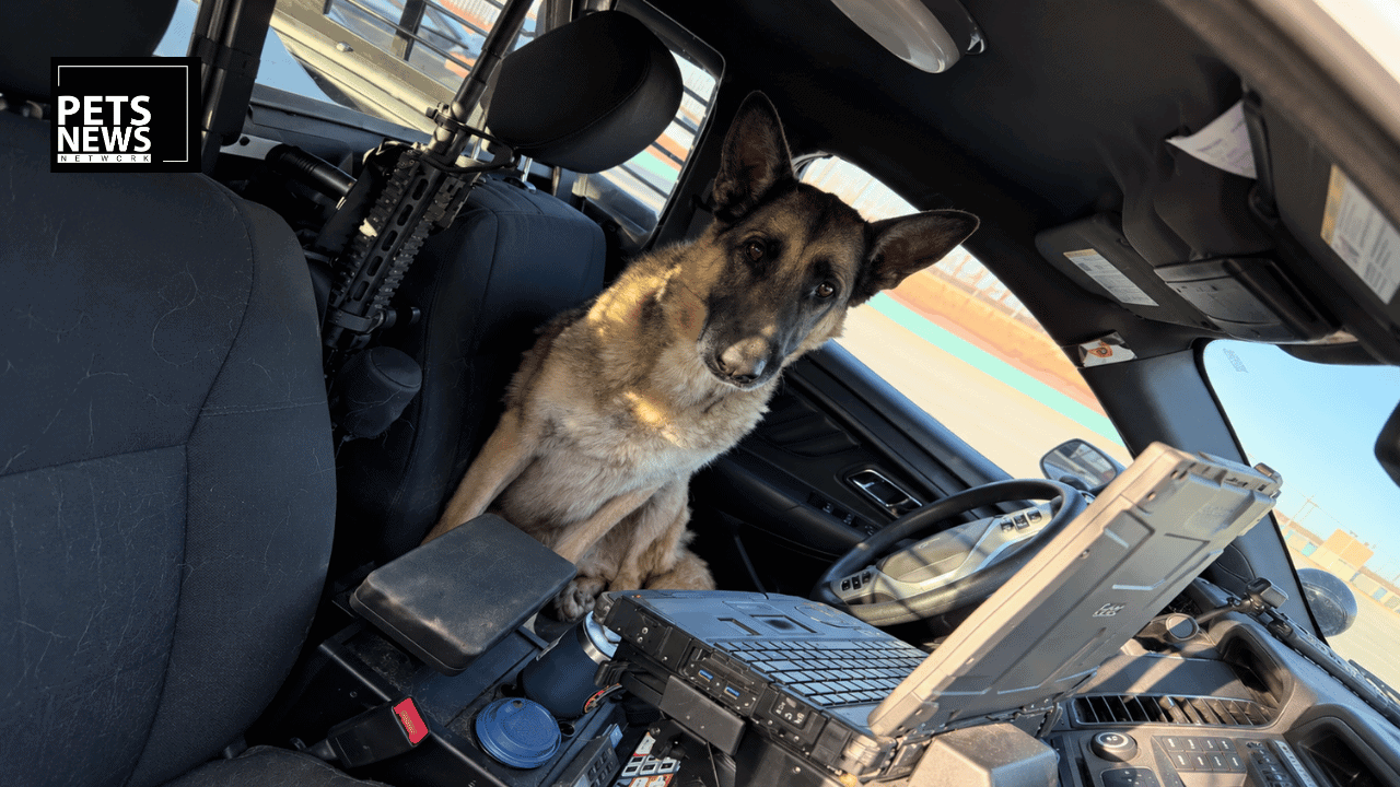 Archer the Dog Took One Look at the Freeway and Jumped Straight Into a Police Car