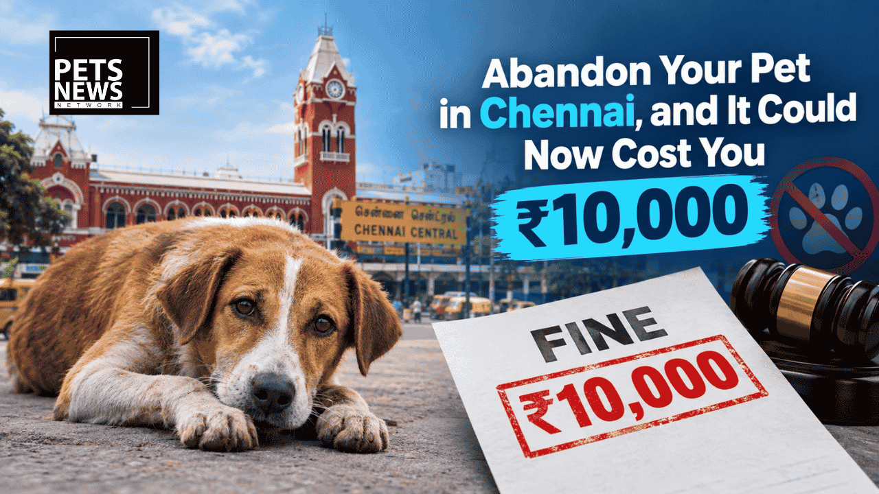 Abandon Your Pet in Chennai, and It Could Now Cost You ₹10,000