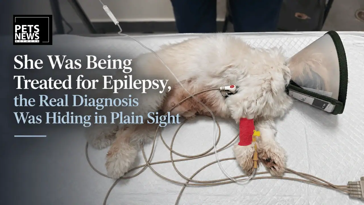 She Was Being Treated for Epilepsy, the Real Diagnosis Was Hiding in Plain Sight