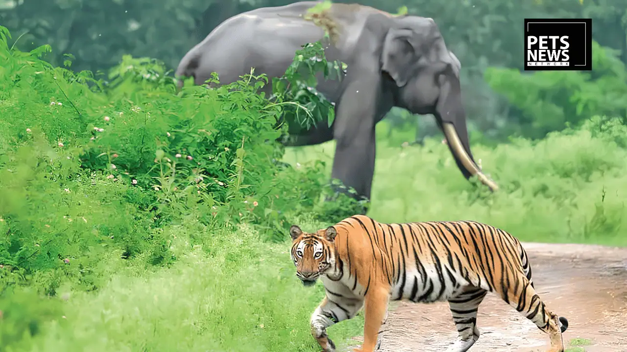India's "Tiger State" Wants More Elephants, Here's Why MP Is Asking Four States to Share Their Jumbos