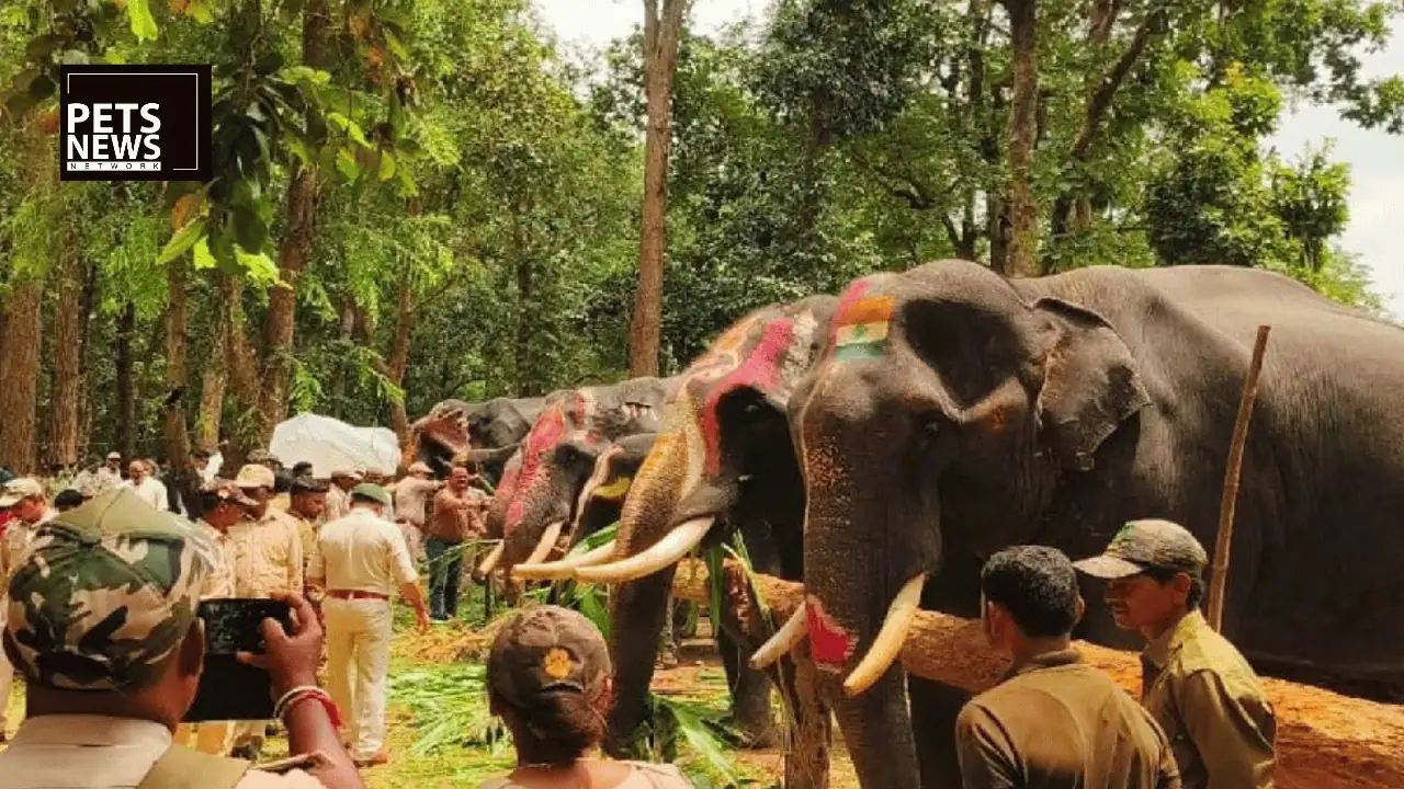 A Week Off From Patrol Duty: Inside Kanha Tiger Reserve's Annual Elephant Rejuvenation Camp