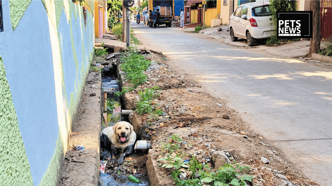 Chennai's Pet Abandonment Crisis: 15 Dogs Dumped a Week, and Fines Alone Aren't Fixing It