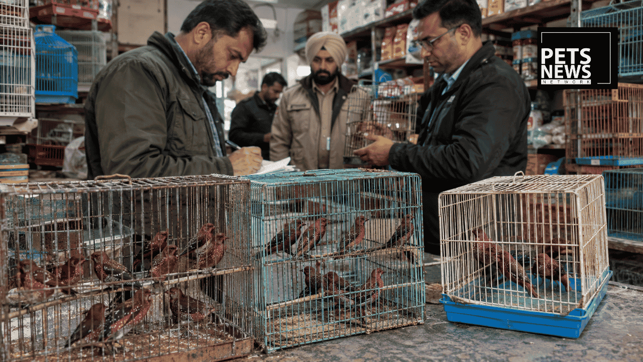 38 Red Munias Seized From a Jagraon Pet Shop: Why These Tiny Birds Are Illegal to Sell