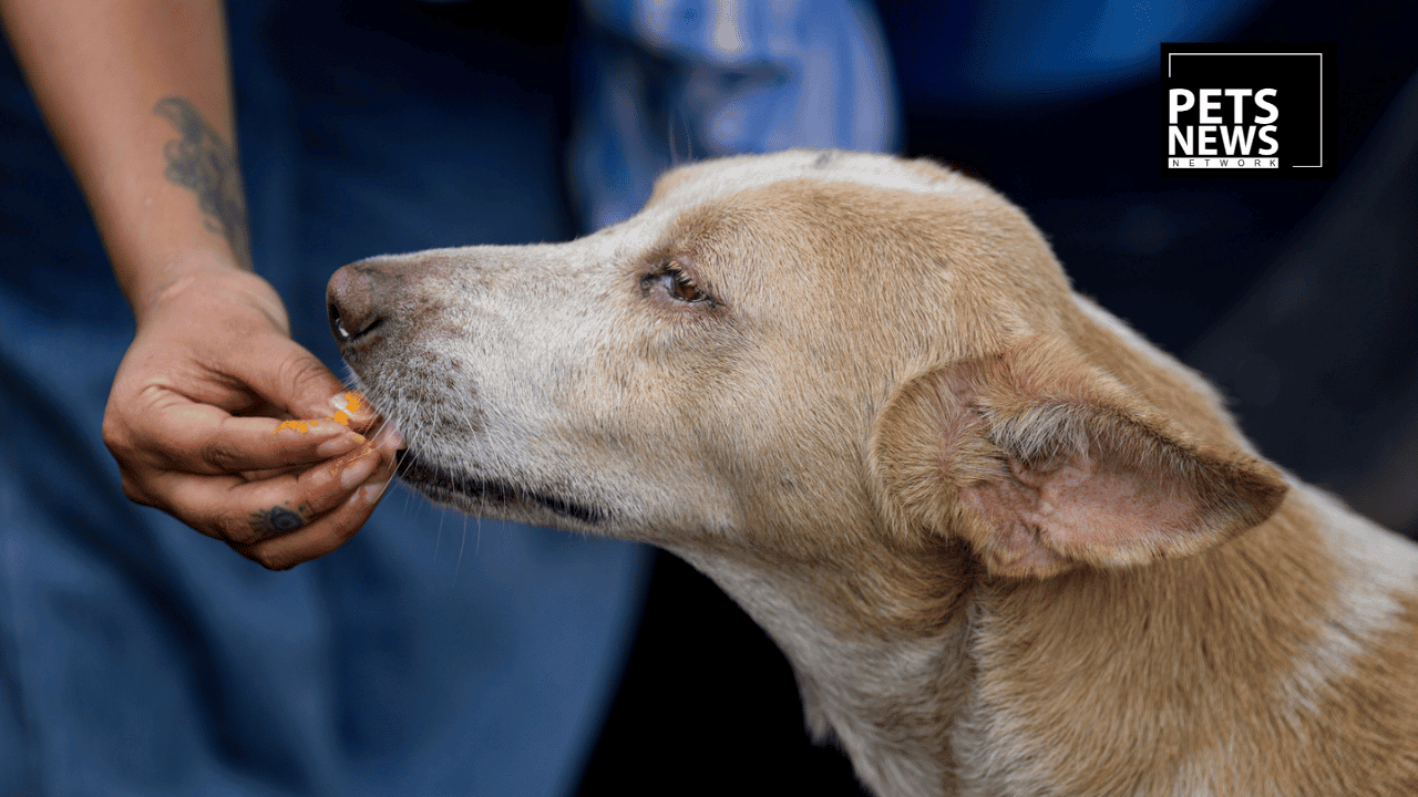 Turkey Banned Feeding Street Dogs. India Banned Street Feeding and Promised Feeding Zones — Then Didn't Build Them