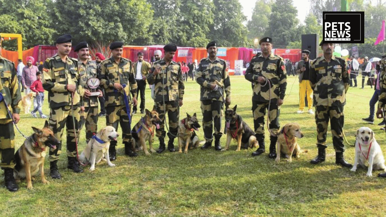 Meet India's New Border Guardians: Native Hounds Replacing German Shepherds and Labradors in the K9 Squad