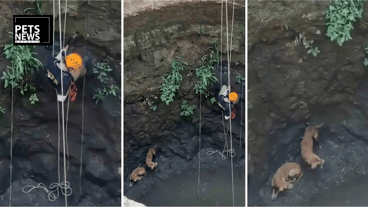A 90-Km Journey to Save Two Dogs: Inside Maharashtra's Daring 60-Foot Well Rescue