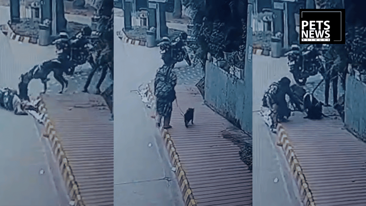 The Dog Isn't the Problem. The Person Holding the Leash Is.