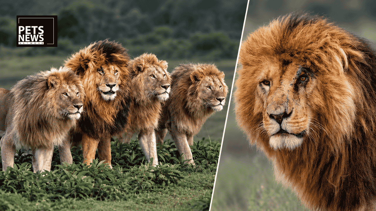 Scarface Was Real. The 400 Hyenas Were Not.