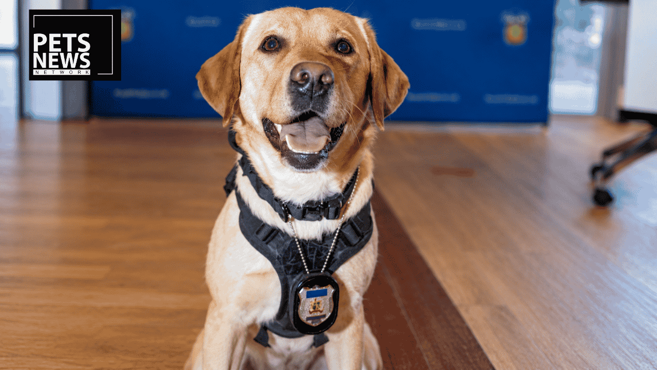 A Charity Paid $25,000 for This Police Dog. In Eight Months She Has Found Two Missing People. A Charity Paid $25,000 for This Police Dog. In Eight Months She Has Found Two Missing People.