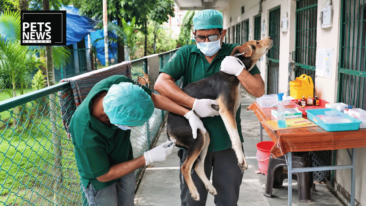 Lucknow Has Sterilised 100,000 Street Dogs. Now It Is Putting Up Billboards to Find the Rest.
