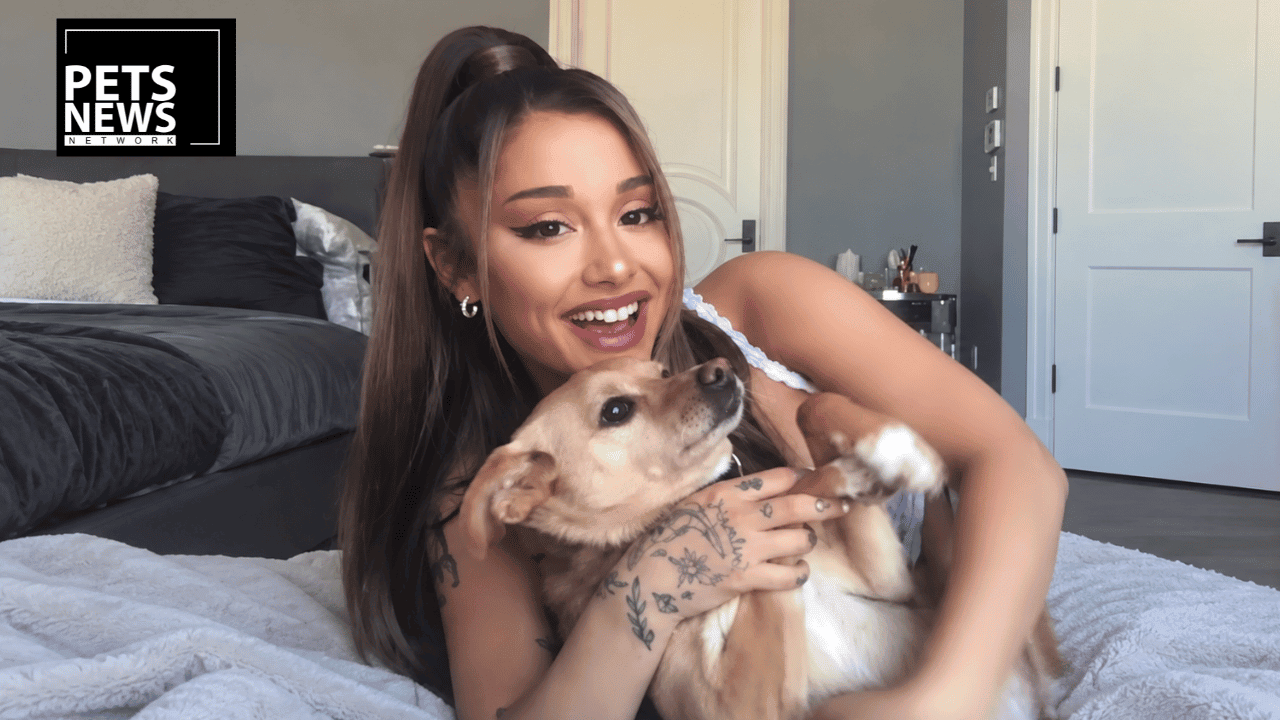 Ariana Grande's Dog Lived to Seventeen. Her Rescue Takes Animals No Matter How Old They Are.