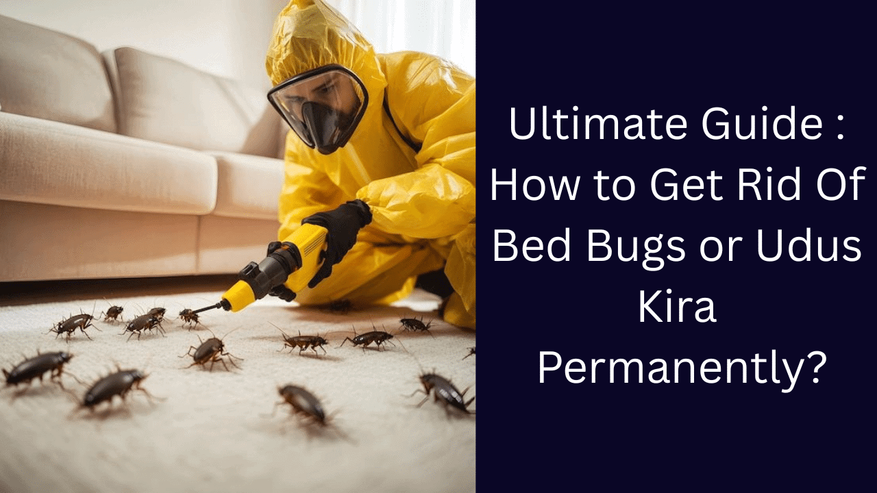 bed bugs or udus kira treatment and prevention guide