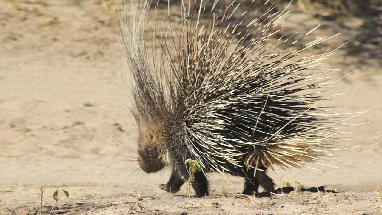 5 Must See Species in Rwanda