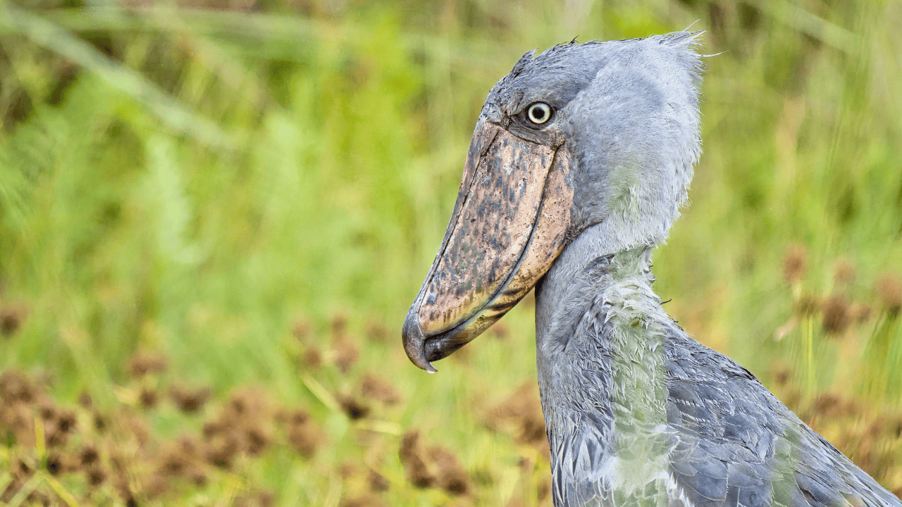 Bird-watching safari tips for Uganda