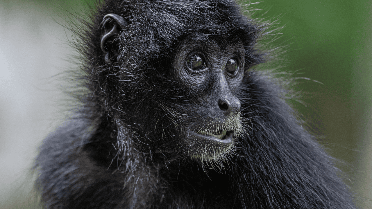 Young mountain gorilla