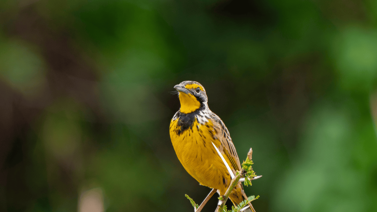 Bird-Watching Safari Tips for Uganda