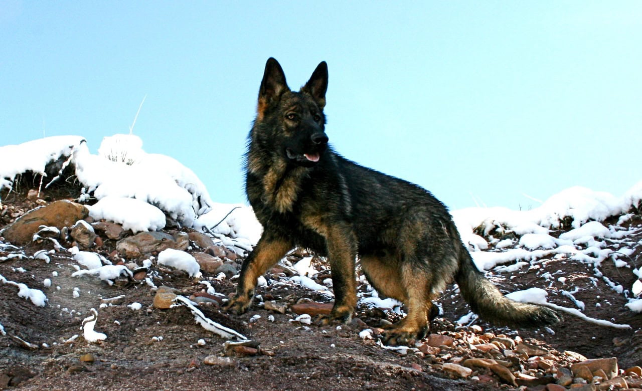DDR German Shepherd Mein
