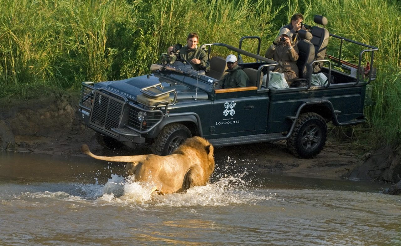 Londolozi Game Drive Kruger Park Safari