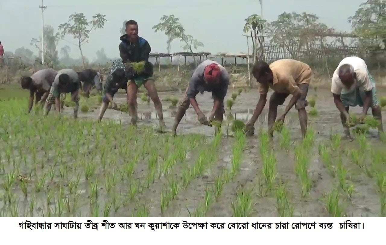 সাঘাটায় তীব্র শীত আর ঘন কুয়াশাকে উপেক্ষা করে  বোরো ধানের চারা রোপণে ব্যস্ত চাষিরা